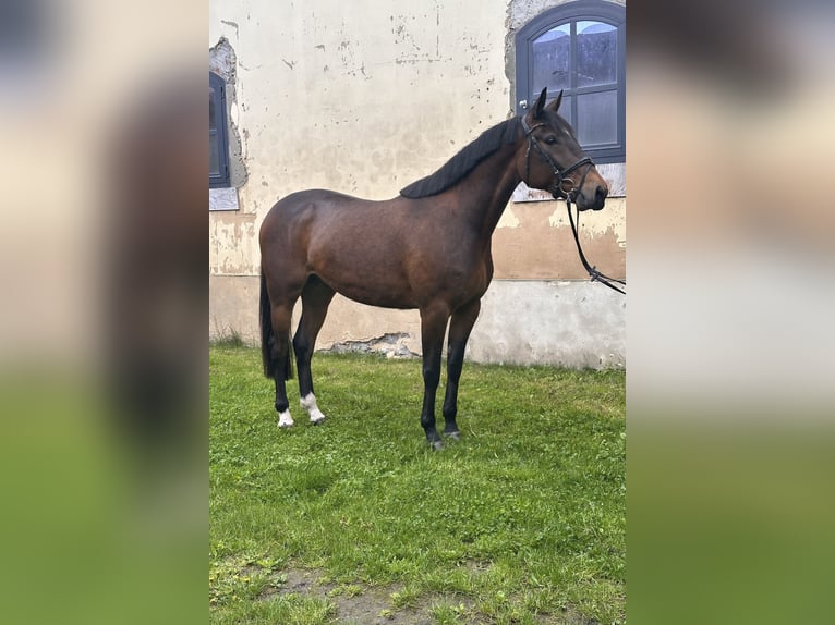 Warmblood sueco Mestizo Caballo castrado 5 años 162 cm Castaño in Leipzig