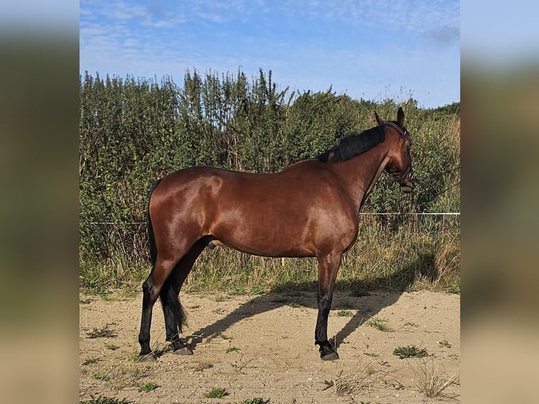 Warmblood sueco Mestizo Caballo castrado 5 años 164 cm Castaño in Leipzig
