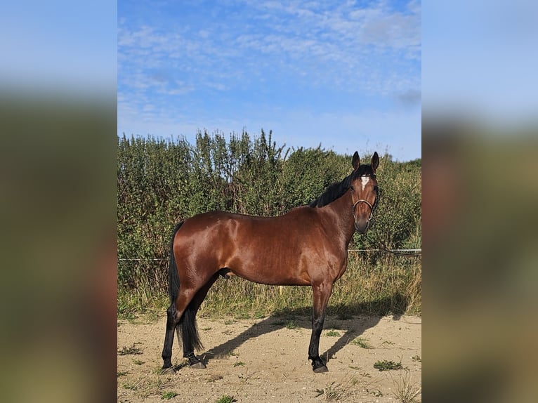 Warmblood sueco Mestizo Caballo castrado 5 años 164 cm Castaño in Leipzig