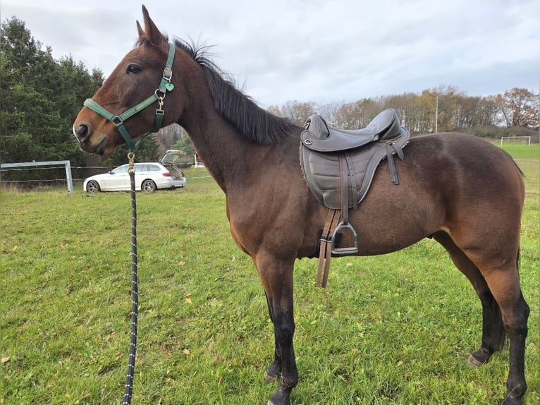 Warmblood sueco Caballo castrado 6 años 163 cm Castaño in Marburg