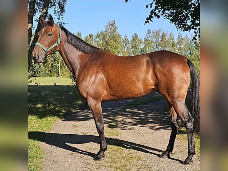 Warmblood sueco Caballo castrado 6 años 163 cm Castaño in Marburg