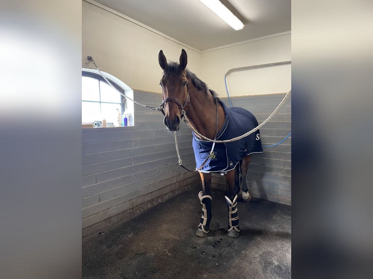 Warmblood sueco Caballo castrado 6 años 177 cm Castaño in Enköping