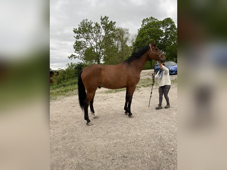 Warmblood sueco Caballo castrado 6 años 177 cm Castaño in Enköping