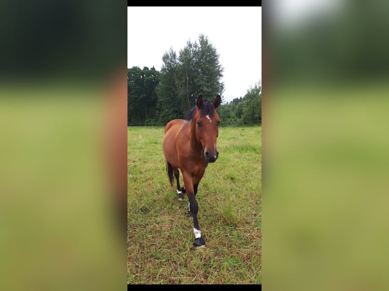 Warmblood sueco Caballo castrado 7 años 160 cm Castaño in Skövde