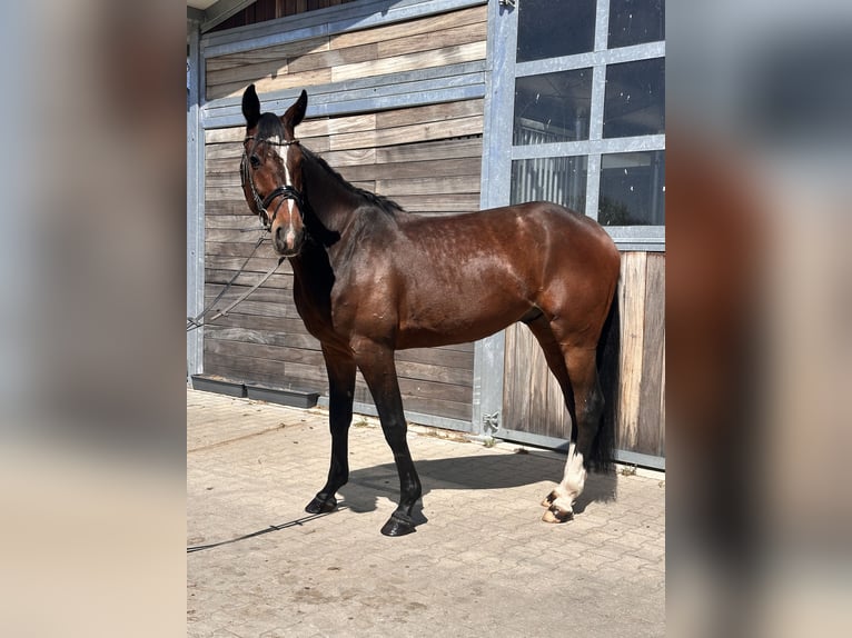 Warmblood sueco Mestizo Caballo castrado 7 años 164 cm Castaño oscuro in Leipzig