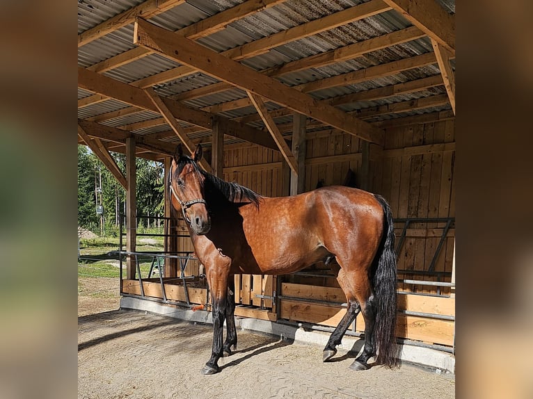 Warmblood sueco Mestizo Caballo castrado 8 años 165 cm in Leipzig