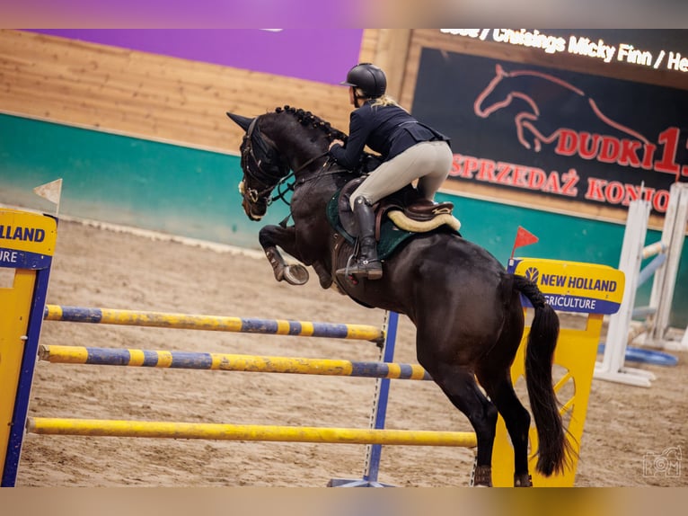 Warmblood sueco Caballo castrado 8 años 169 cm Castaño oscuro in Krobia