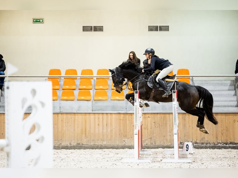 Warmblood sueco Caballo castrado 8 años 169 cm Castaño oscuro in Krobia