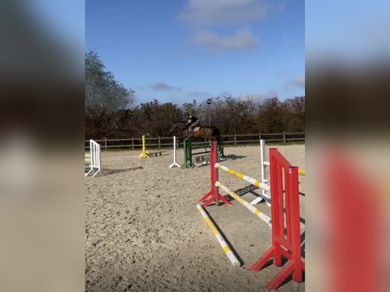 Warmblood sueco Caballo castrado 9 años 171 cm Castaño oscuro in Kernen im Remstal