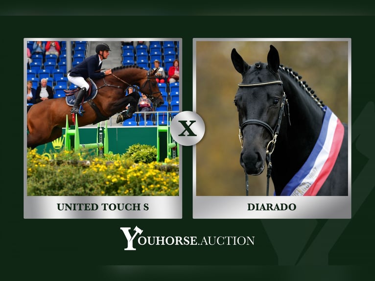 Warmblood sueco Desconocido Embrión  in Waddinxveen