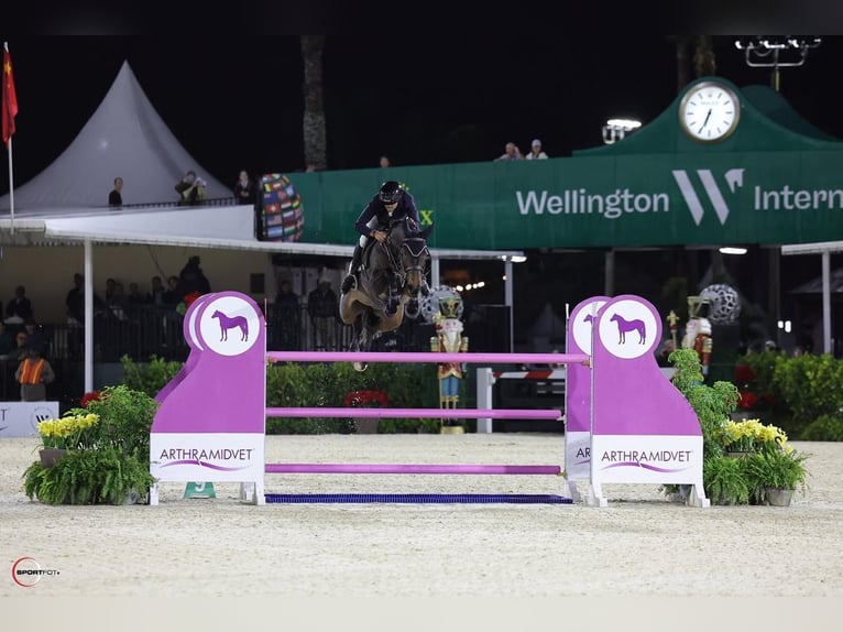 Warmblood sueco Desconocido Embrión  in Waddinxveen