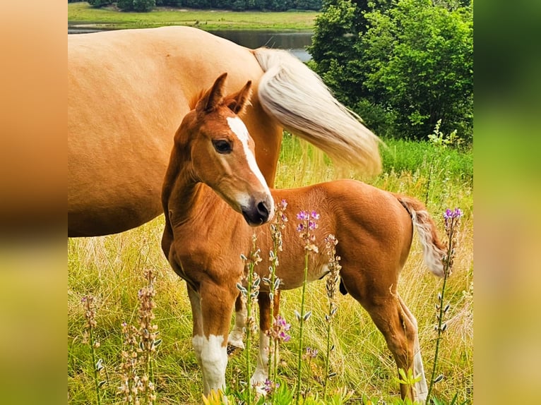 Warmblood sueco Semental 1 año 168 cm Alazán-tostado in Backaryd