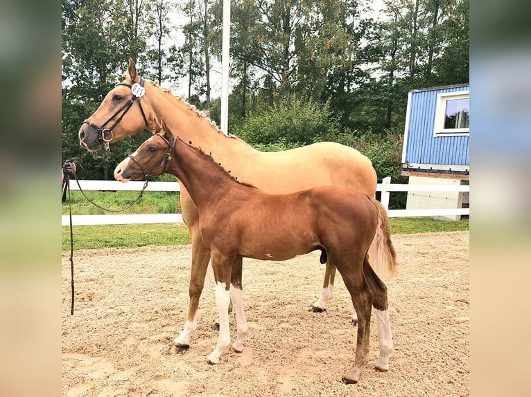 Warmblood sueco Semental 1 año 168 cm Alazán-tostado in Backaryd