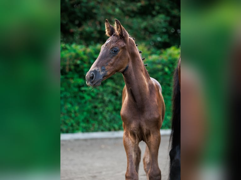 Warmblood sueco Semental 1 año 168 cm Castaño oscuro in Strängnäs