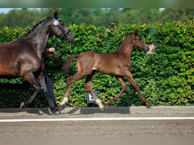 Warmblood sueco Semental 1 año 168 cm Castaño oscuro in Strängnäs