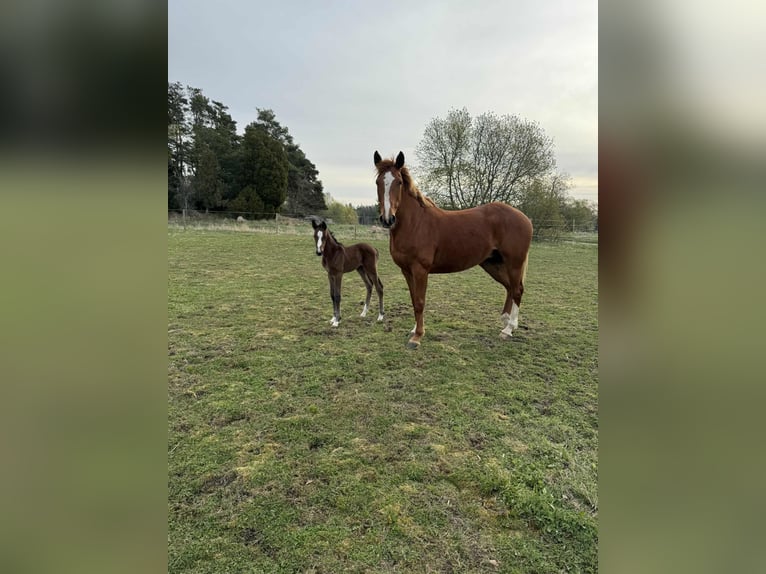 Warmblood sueco Semental 1 año 170 cm Tordo in Uppsala