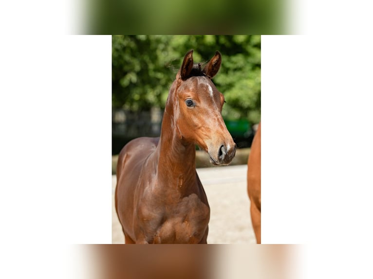 Warmblood sueco Semental 1 año Castaño in Flyinge