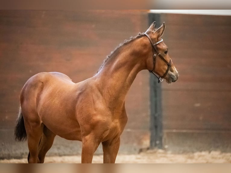 Warmblood sueco Semental 1 año Castaño rojizo in Västerås