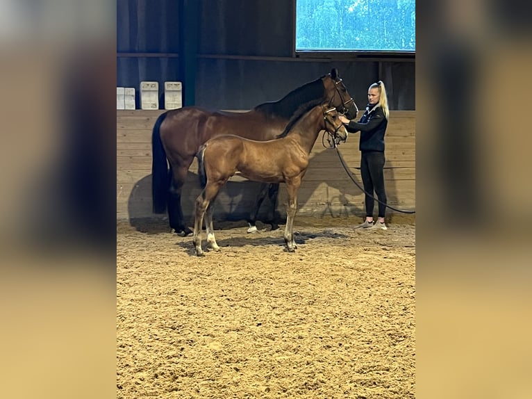 Warmblood sueco Semental 1 año Castaño rojizo in Västerås