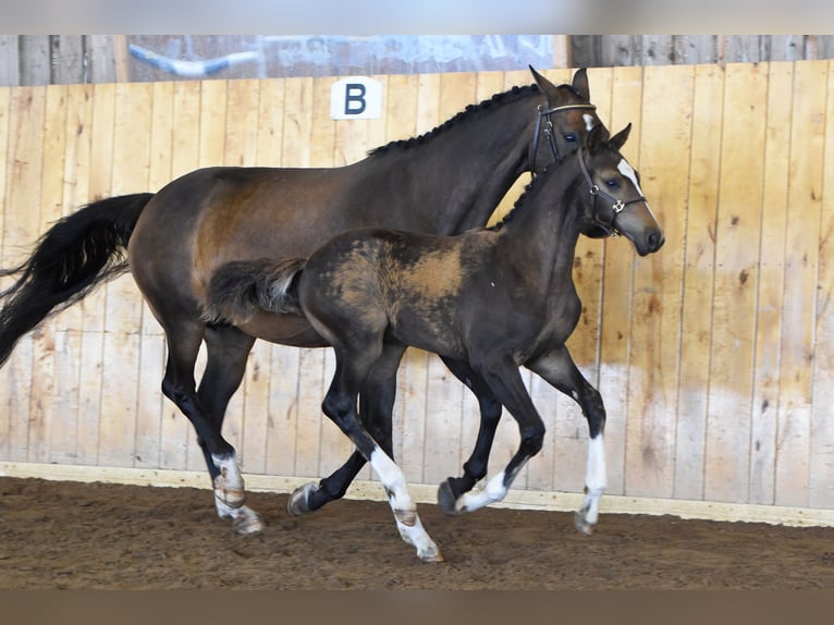Warmblood sueco Semental Potro (05/2026) 170 cm Castaño oscuro in Svalöv