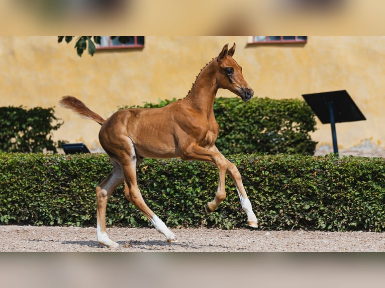 Warmblood sueco Semental Potro (06/2026) Alazán in Flyinge