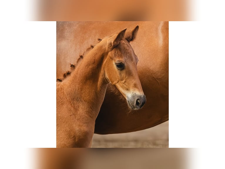 Warmblood sueco Semental Potro (06/2026) Alazán in Flyinge