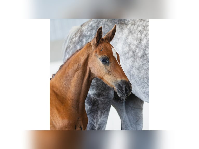 Warmblood sueco Semental Potro (06/2026) Alazán in Flyinge