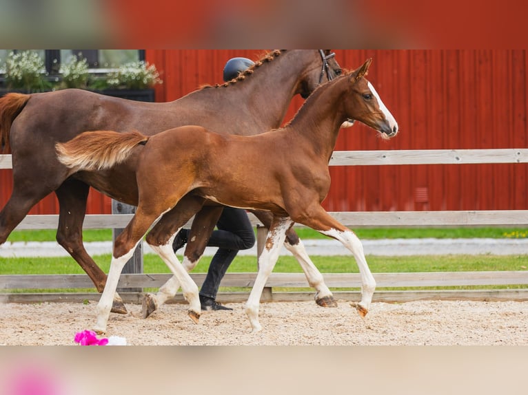 Warmblood sueco Semental Potro (05/2026) Alazán in Flyinge