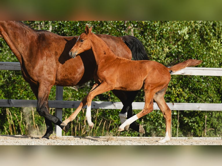 Warmblood sueco Semental Potro (05/2026) Alazán in Flyinge