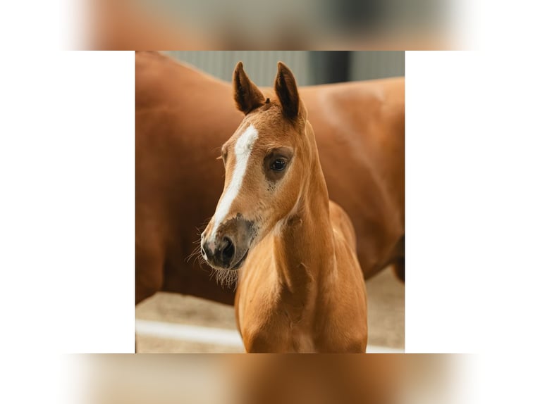 Warmblood sueco Semental Potro (07/2026) Alazán in Flyinge