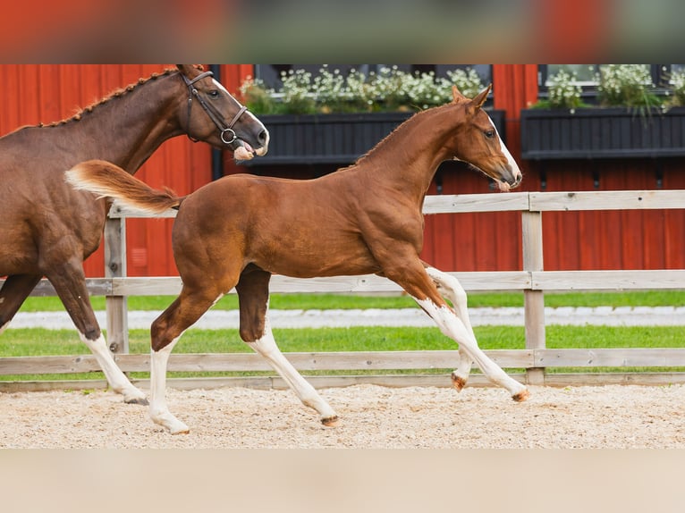 Warmblood sueco Semental Potro (05/2026) Alazán in Flyinge