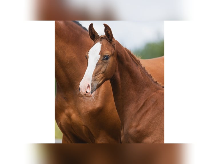 Warmblood sueco Semental Potro (04/2026) Alazán in Flyinge