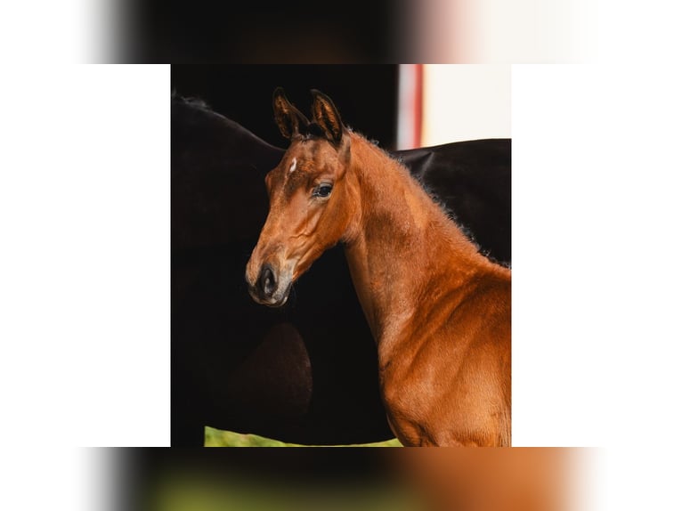 Warmblood sueco Semental Potro (05/2026) Castaño in Flyinge