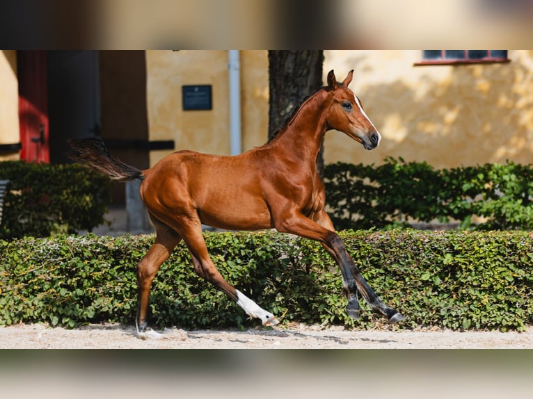 Warmblood sueco Semental Potro (04/2026) Castaño in Flyinge