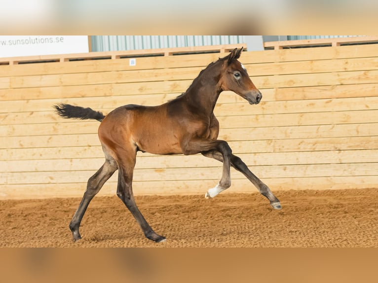 Warmblood sueco Semental Potro (07/2026) Castaño in Flyinge