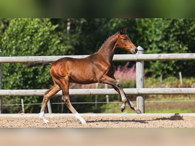 Warmblood sueco Semental Potro (05/2026) Castaño in Flyinge