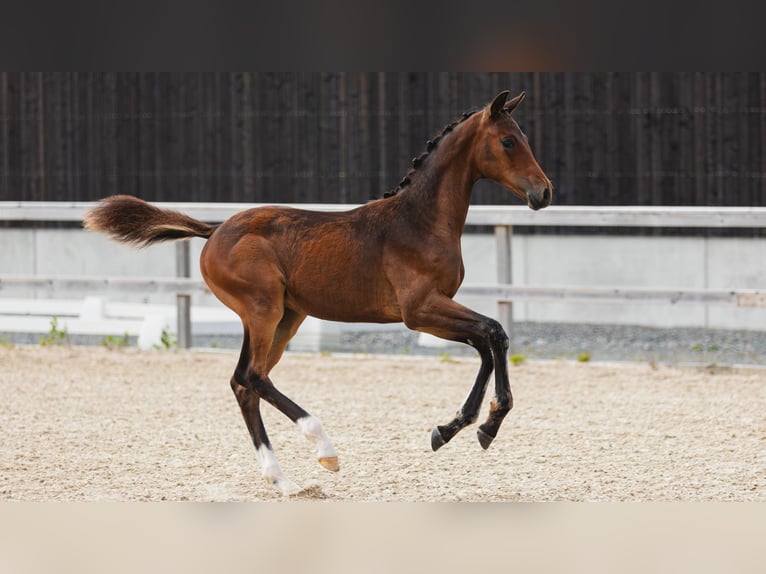 Warmblood sueco Semental Potro (04/2026) Castaño in Flyinge