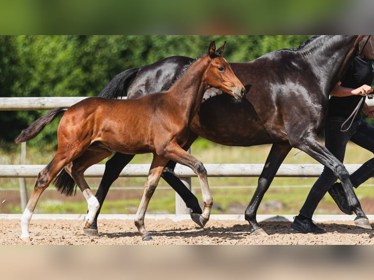 Warmblood sueco Semental Potro (05/2026) Castaño in Flyinge
