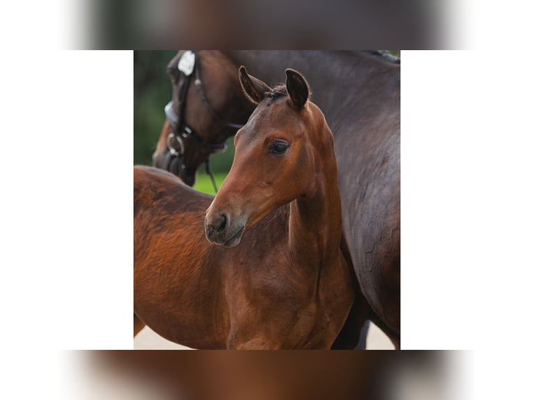 Warmblood sueco Semental Potro (04/2026) Castaño in Flyinge