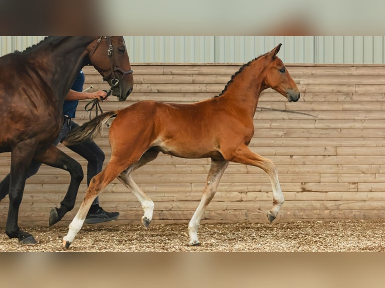 Warmblood sueco Semental Potro (05/2026) Castaño in Flyinge