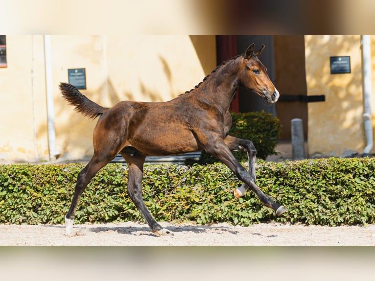 Warmblood sueco Semental Potro (04/2026) Castaño oscuro in Flyinge