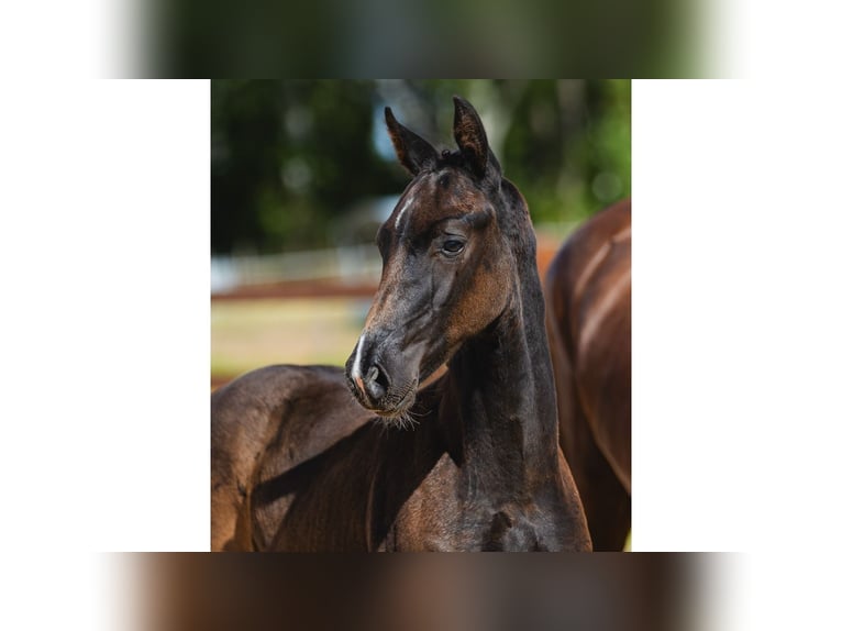 Warmblood sueco Semental Potro (06/2026) Negro in Flyinge