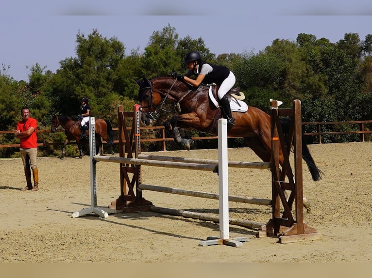 Warmblood sueco Yegua 10 años 165 cm Bayo in Marbella