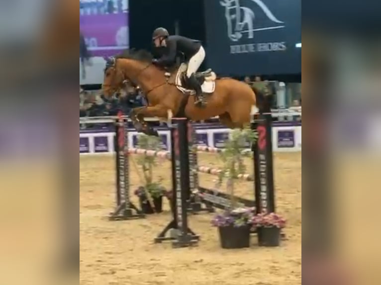 Warmblood sueco Yegua 10 años 170 cm Castaño in Chemnitz