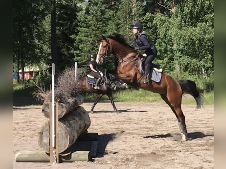 Warmblood sueco Yegua 10 años Castaño rojizo in Meterik