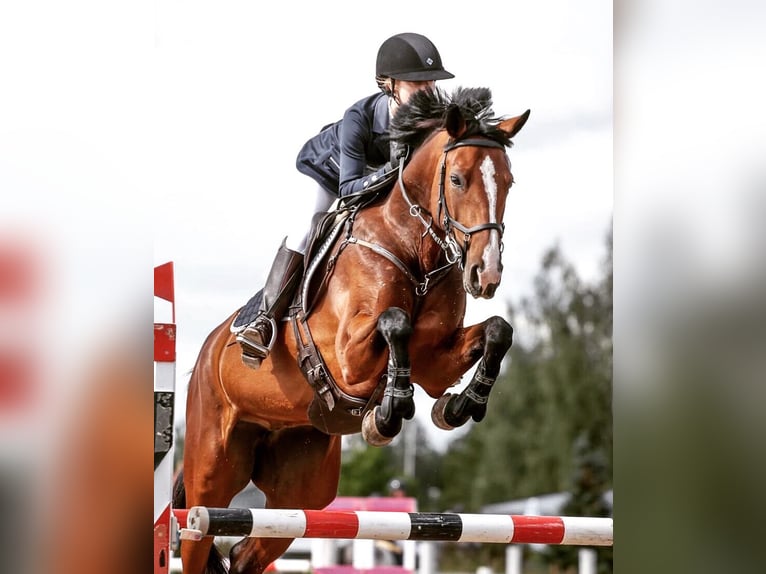 Warmblood sueco Yegua 10 años Castaño rojizo in Meterik