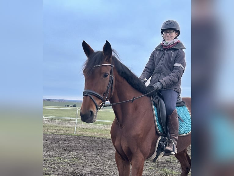 Warmblood sueco Mestizo Yegua 11 años 165 cm Castaño in Leipzig