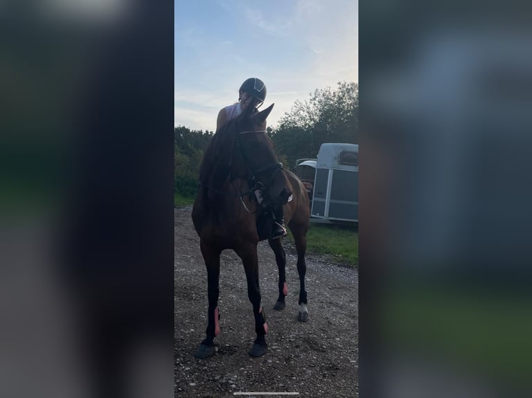 Warmblood sueco Yegua 11 años 165 cm Castaño oscuro in Weilheim in Oberbayern