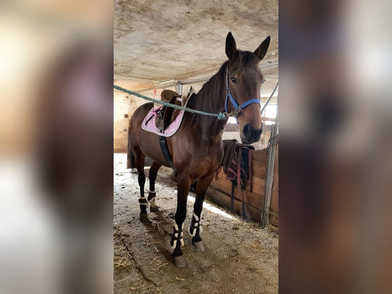 Warmblood sueco Yegua 11 años 165 cm Castaño oscuro in Weilheim in Oberbayern