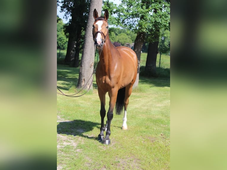 Warmblood sueco Yegua 11 años 168 cm Castaño in Nottuln